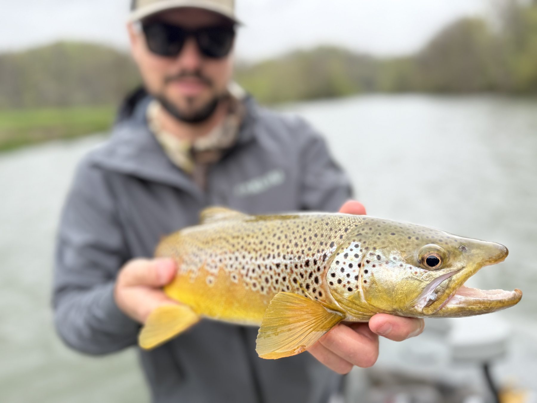 Watauga River brown trout